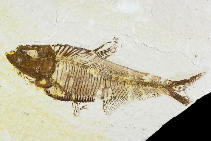 Fossil Fish Plate (Diplomystus) - Wyoming #111265
